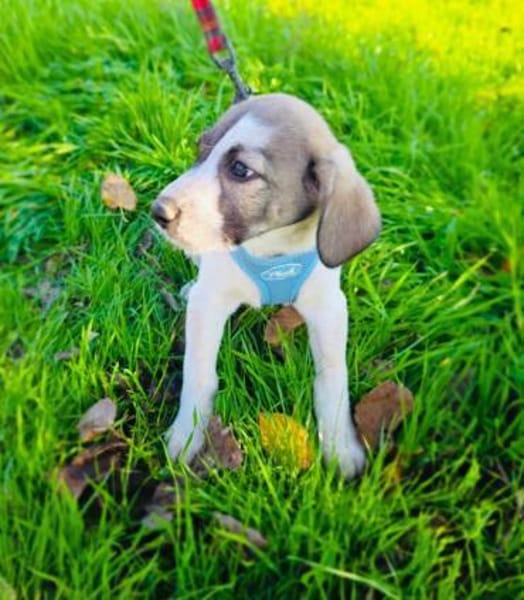 Rudi ein toller Beagle mix