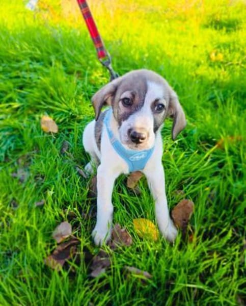 Rudi ein toller Beagle mix
