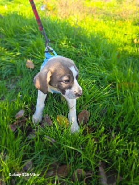 Rudi ein toller Beagle mix