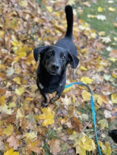 Tyson - klein&freundlich