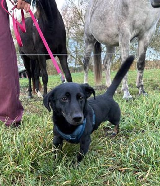 Tyson - klein&freundlich