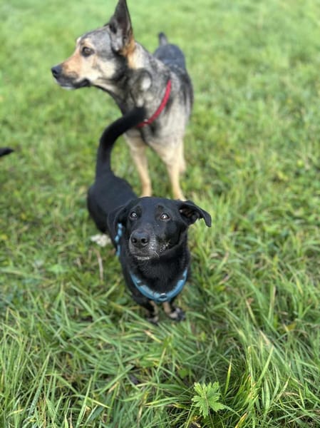 Tyson - klein&freundlich