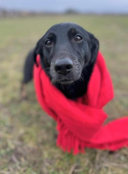 Tyson - klein&freundlich