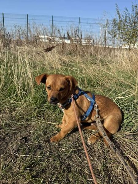 Caramelo, ein zuckersüßer Welpenjunge