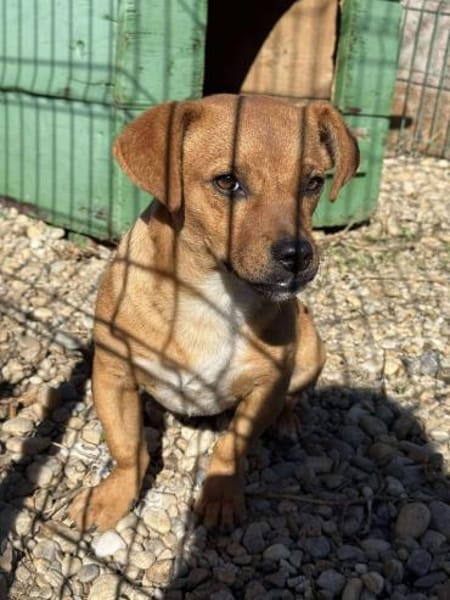 Caramelo, ein zuckersüßer Welpenjunge