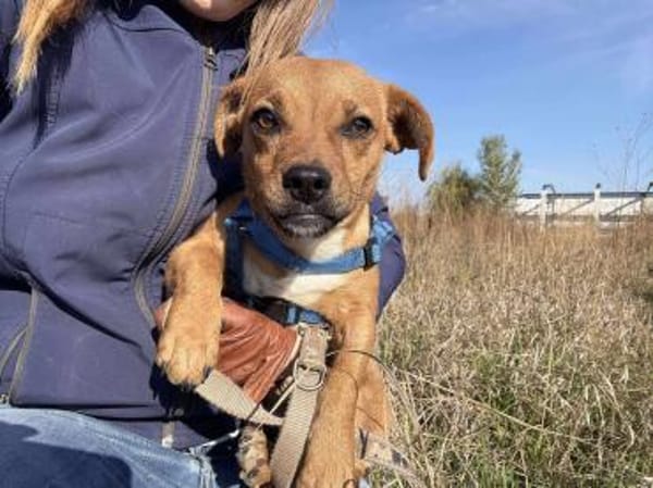 Caramelo, ein zuckersüßer Welpenjunge