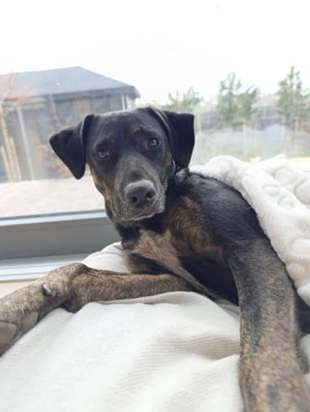 Pinha - Herzenshündin auf vier Pfoten