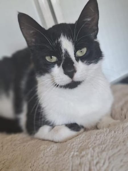 Patty sucht ein liebevolles Zuhause