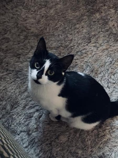 Patty sucht ein liebevolles Zuhause