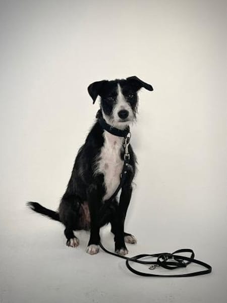 FYNN braucht ein liebevolles Daheim