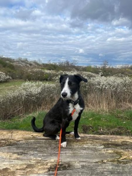 FYNN braucht ein liebevolles Daheim