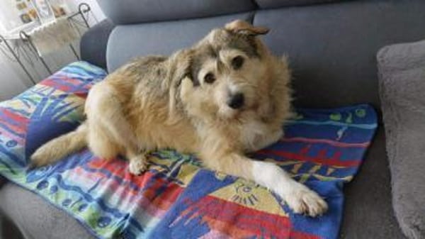 Freundliche Mia sucht Ihre Familie