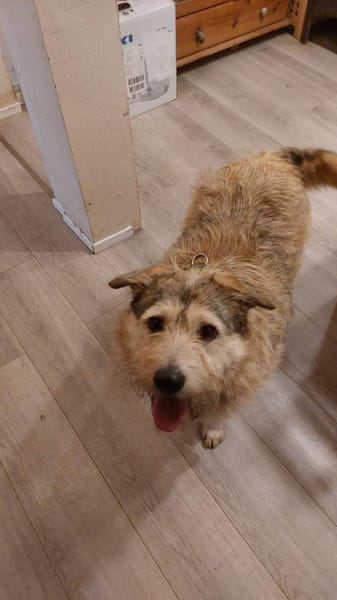 Freundliche Mia sucht Ihre Familie