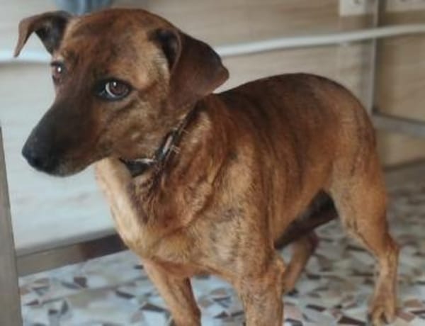 Hippy hat es nicht gut im Leben