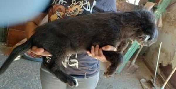 BUDDY - (verspielt, neugierig, jung)