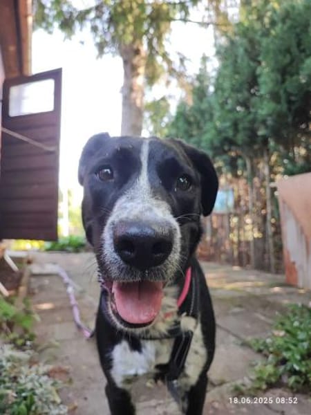 Szofia VA  Quirlig, sensibel und voller