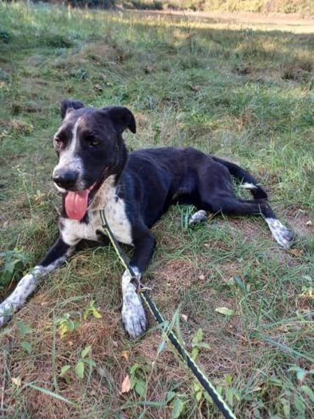 Szofia VA  Quirlig, sensibel und voller