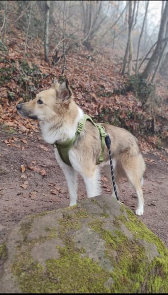 Rüde Foxy sucht einen neuen Platz