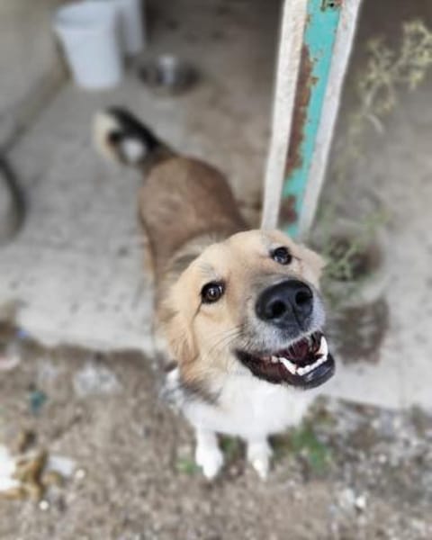 Rüde Foxy sucht einen neuen Platz