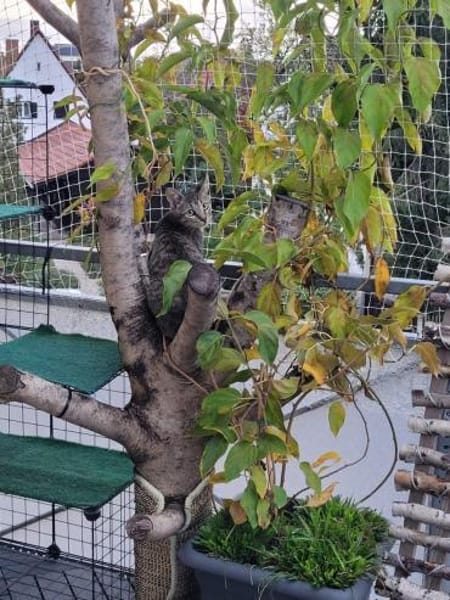 Kater Akari sucht sein Zuhause