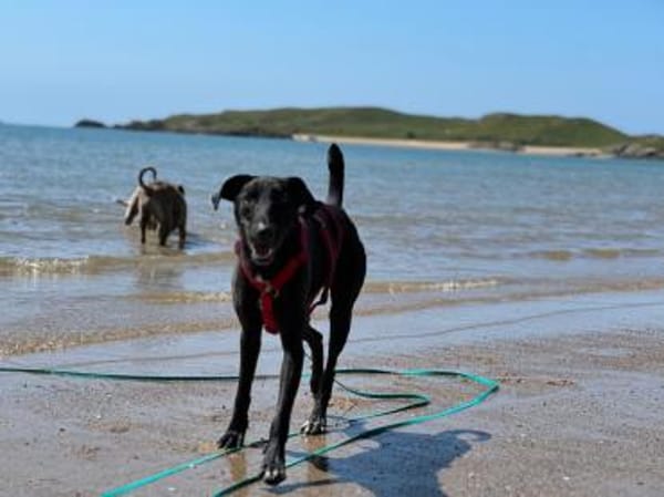 Csöppke B-, die Besondere