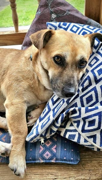 Kleiner Sonnenschein Lio...