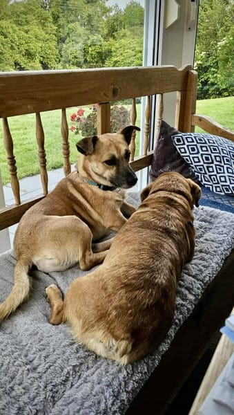 Kleiner Sonnenschein Lio...