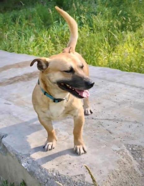 Kleiner Sonnenschein Lio...