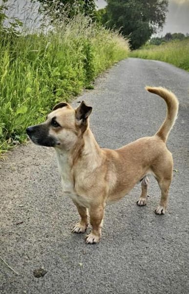 Kleiner Sonnenschein Lio...