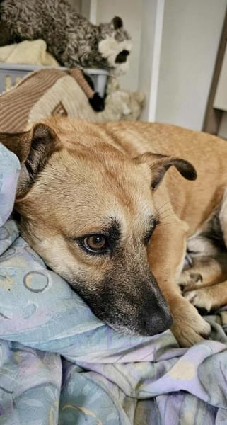 Kleiner Sonnenschein Lio...