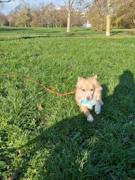 Chia hat ihr Zuhause verloren