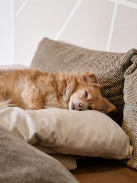 Chia hat ihr Zuhause verloren