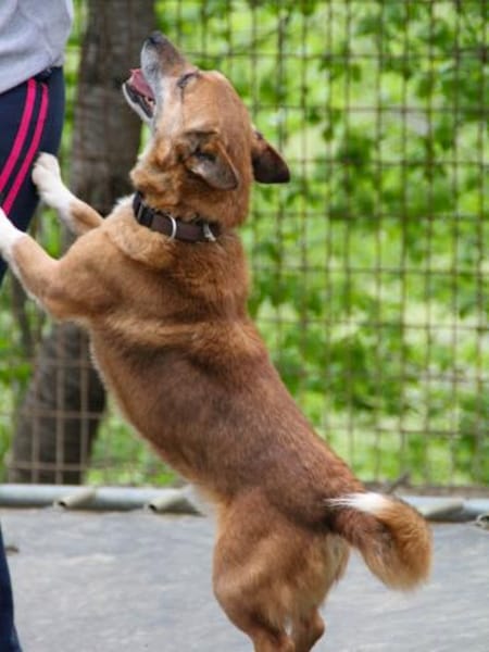 AMON wartet auf sein eigenes Körbchen