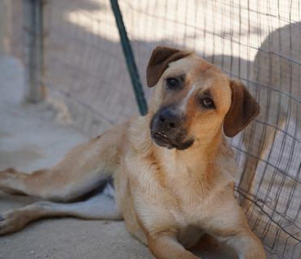 Felipe im Tierheim Koppelweide