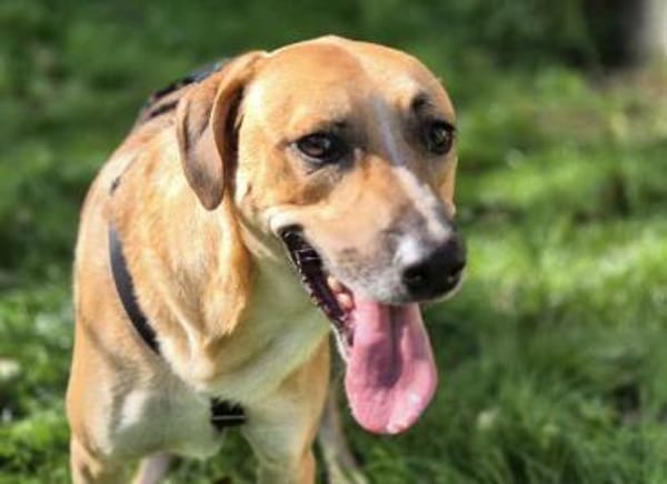 Felipe im Tierheim Koppelweide