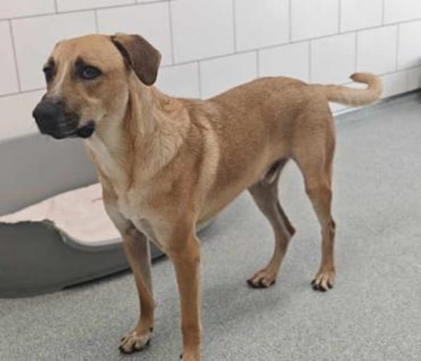 Felipe im Tierheim Koppelweide