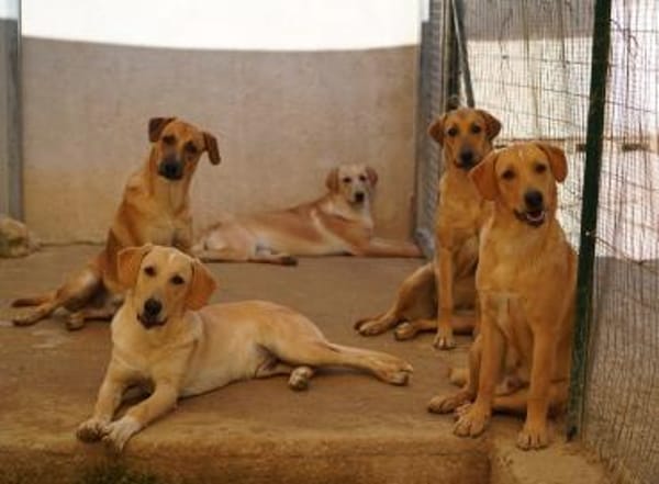 Felipe im Tierheim Koppelweide