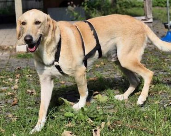 Falco im Tierheim Koppelweide