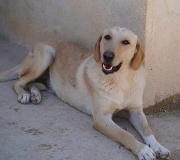 Falco im Tierheim Koppelweide