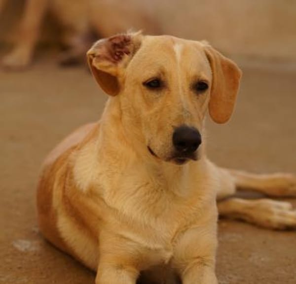 Falco im Tierheim Koppelweide