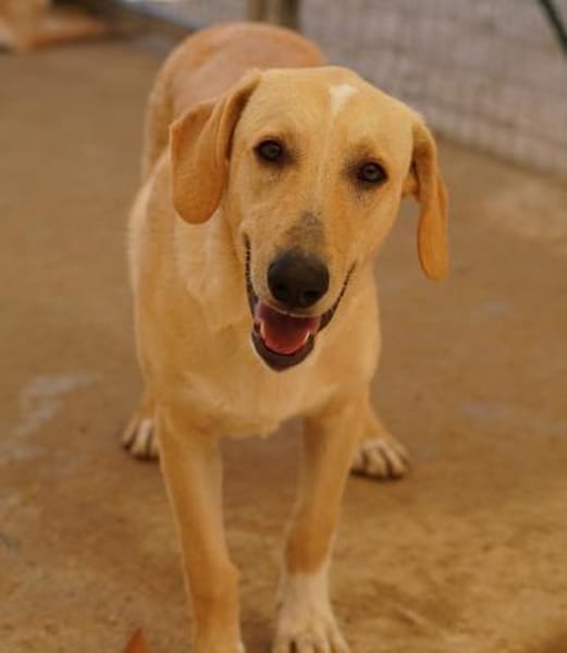 Falco im Tierheim Koppelweide