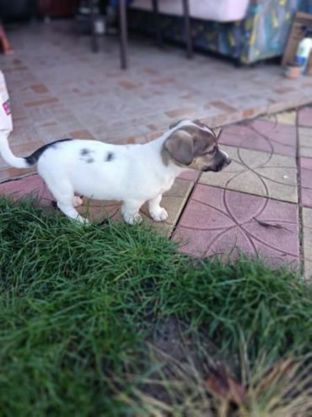 Remmo sucht ein Körbchen