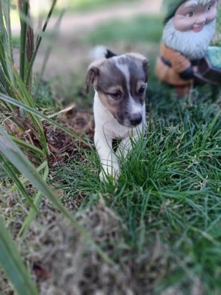 Remmo sucht ein Körbchen