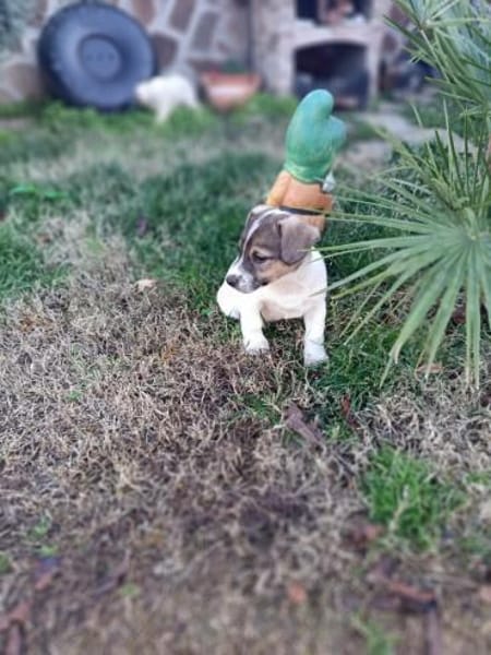 Remmo sucht ein Körbchen