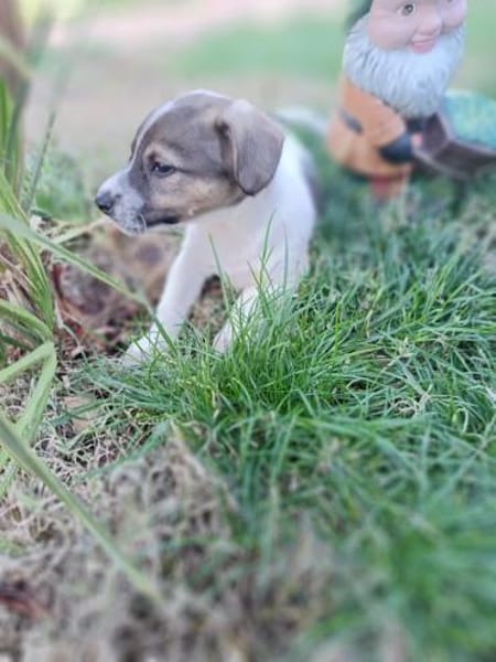 Remmo sucht ein Körbchen