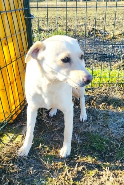 Piruett sucht liebevolle Menschen