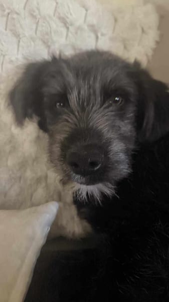 BUDDY - (freundlich, neugierig, jung)