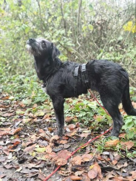 BUDDY - (freundlich, neugierig, jung)