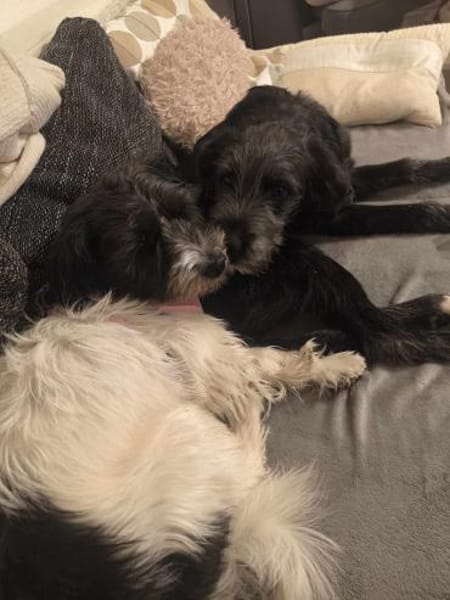 BUDDY - (freundlich, neugierig, jung)