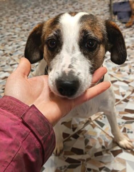 Lebensfreudige Rozi sucht Familie